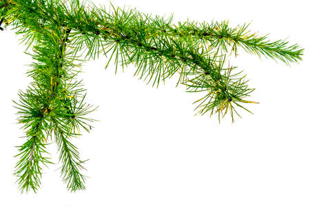 green larch twigs on a white isolated backgroundの写真素材