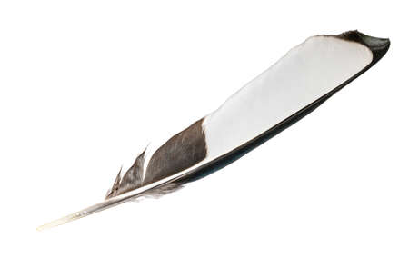 white and black magpie feather on a white isolated backgroundの写真素材
