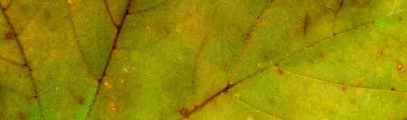 yellow and green leaf photo with visible detailsの写真素材