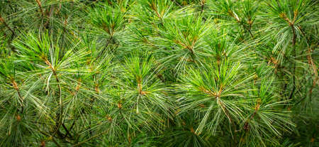 green pine branches with visible details. backgroundの写真素材