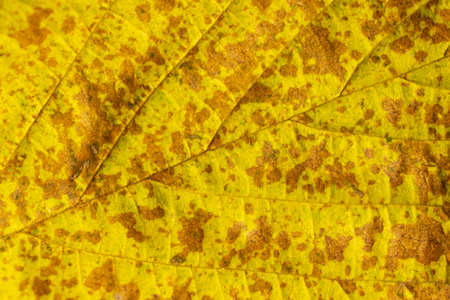 brown and yellow autumn leaf with visible detailの写真素材