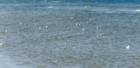 white gulls floating in the blue seaの写真素材