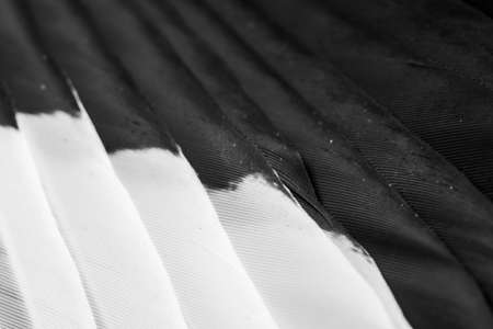 black and white feathers with visible details. background or textureの写真素材