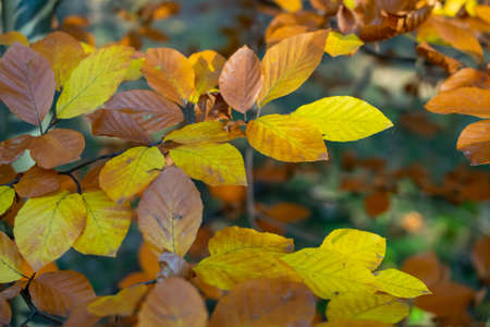 brown and yellow autumn leaves on the treeの写真素材