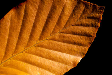 brown leaf with visible details on a black backgroundの写真素材