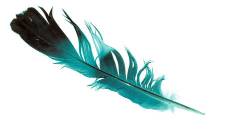 blue bird feather on white isolated backgroundの写真素材