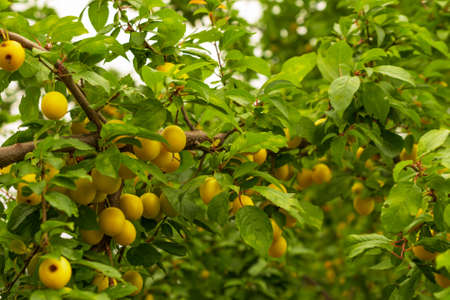 yellow plums on twigs with green leaves