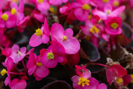 pink cheimantha begonia on a background of green leavesの写真素材