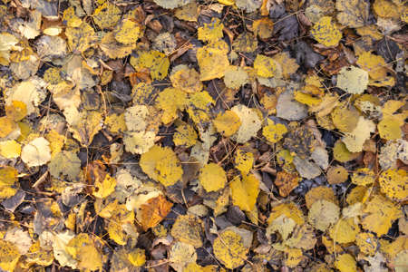 yellow autumn leaves lying on the groundの写真素材