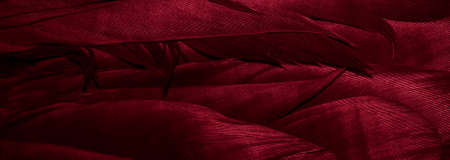 red feathers background or texture with visible detailsの写真素材