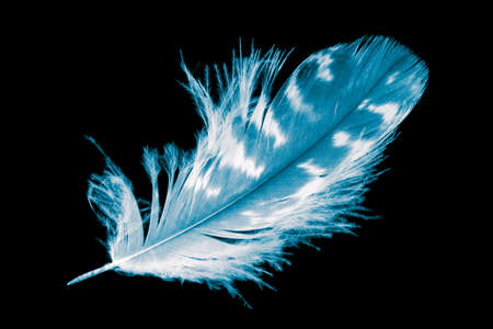 a blue hawk feather on a black isolated backgroundの写真素材