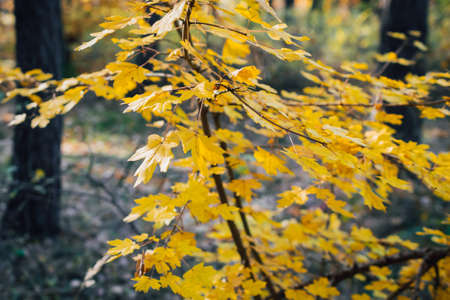 yellow autumn leaves on the tree. backgroundの写真素材