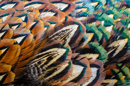colored pheasant feathers with a visible texture. backgroundの写真素材