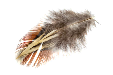 pheasant feather on a white isolated backgroundの写真素材