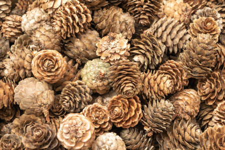 brown larch cones with visible details. background or textureの写真素材