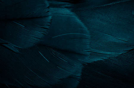 blue hawk feathers with visible detail. background or textureの写真素材