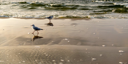 white seagull on the blue water of the seaの写真素材