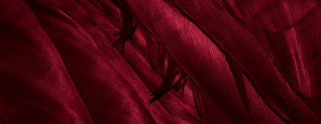 red feathers background or texture with visible detailsの写真素材