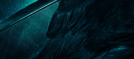 blue feathers with visible details, background or textureの写真素材