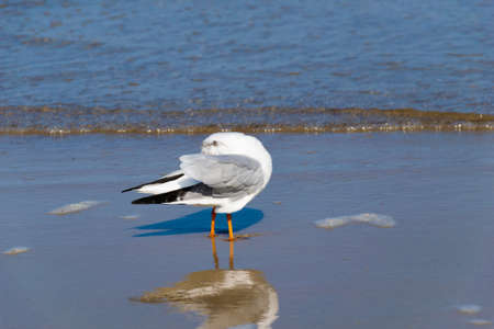 white seagull on the blue water of the seaの写真素材