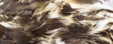 hawk feathers with visible detail. background or textureの写真素材