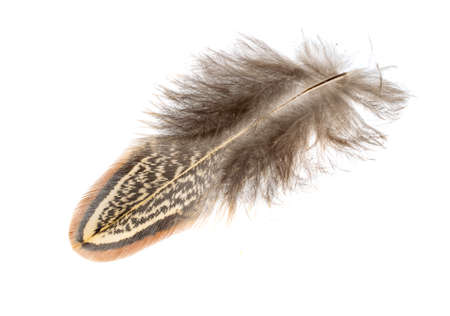 pheasant feather on a white isolated backgroundの写真素材