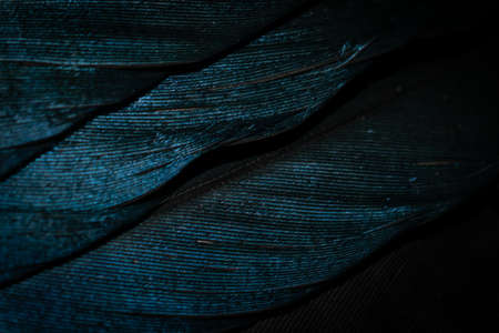 blue and black bird feathers. background or textureの写真素材