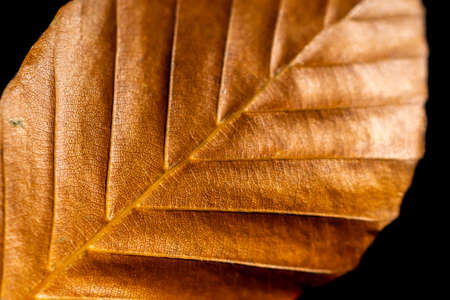 brown leaf with visible details on a black backgroundの写真素材