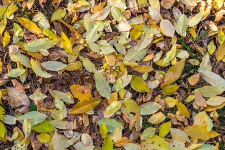 yellow autumn leaves lying on the groundの写真素材