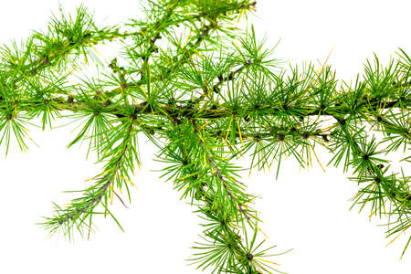 green larch twigs on a white isolated backgroundの写真素材