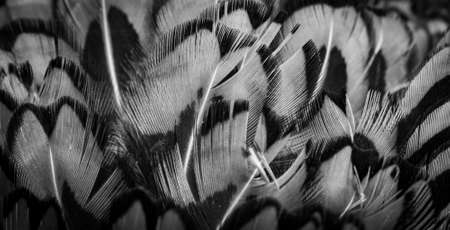 colored pheasant feathers with a visible texture. backgroundの写真素材