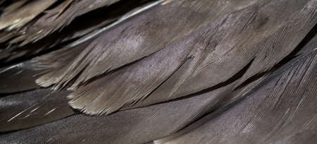 hawk feathers with visible detail. background or textureの写真素材