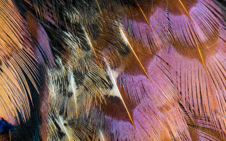 colored pheasant feathers with a visible texture. backgroundの写真素材