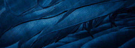 blue feathers with visible details, background or textureの写真素材