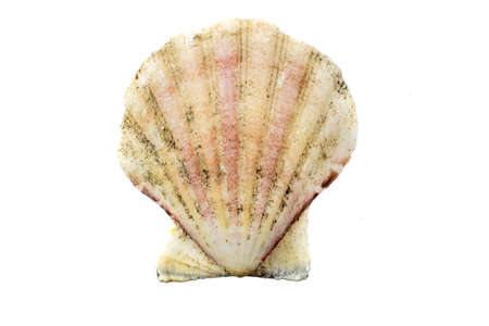shells of a sea snail on a white isolated backgroundの写真素材