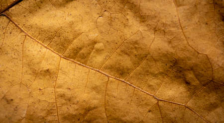 dry brown leaf macro photo. background or textureの写真素材