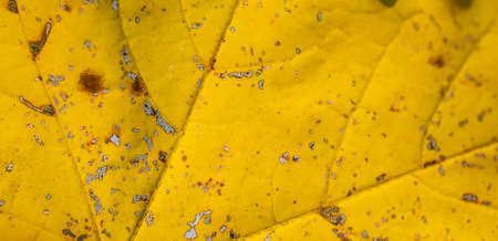 dry yellow leaf macro photo. background or textureの写真素材