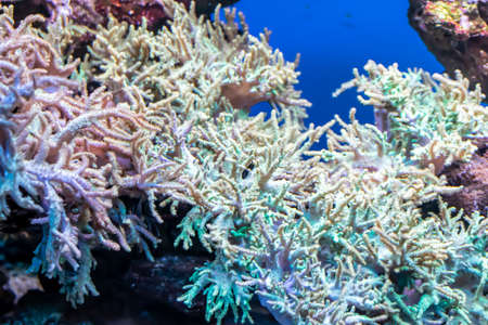 colorful coral reef with visible details. backgroundの写真素材