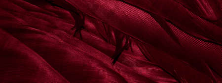 red feathers background or texture with visible detailsの写真素材