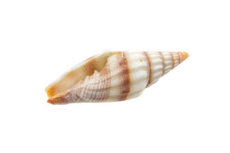 shells of a sea snail on a white isolated backgroundの写真素材