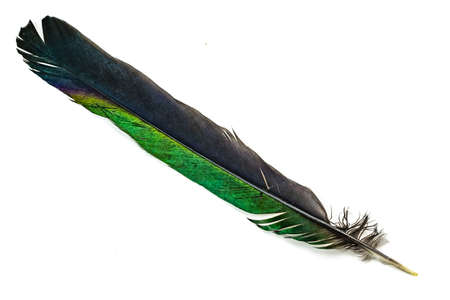 black and green magpie feather on a white isolated backgroundの写真素材