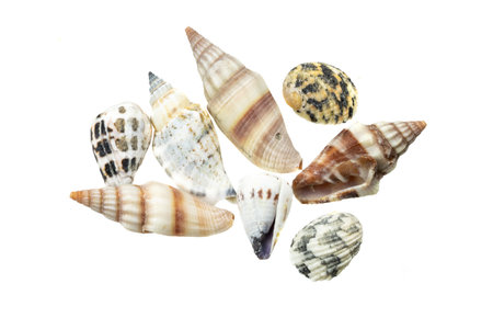 shells of a sea snail on a white isolated backgroundの写真素材