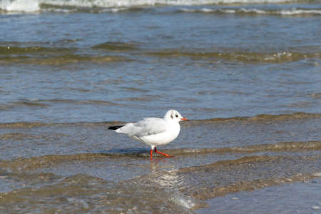 white seagull on the blue water of the seaの写真素材