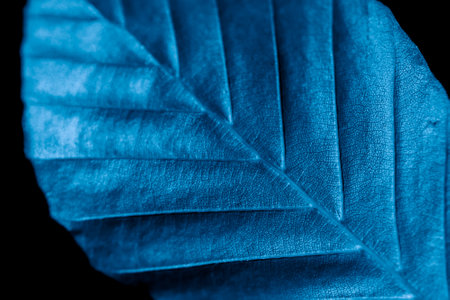 a blue leaf with visible details on a black backgroundの写真素材