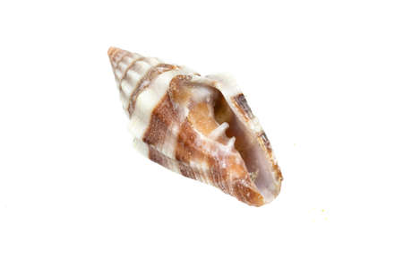 shells of a sea snail on a white isolated backgroundの写真素材