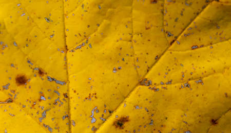 dry yellow leaf macro photo. background or textureの写真素材