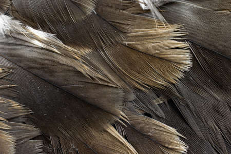 hawk feathers with visible detail. background or textureの写真素材