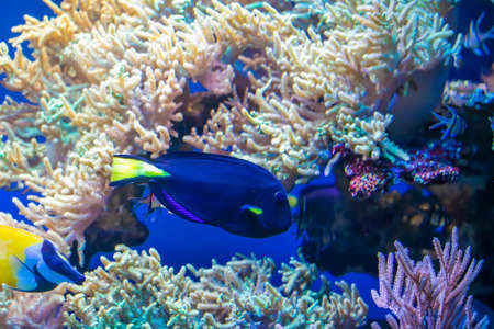 colorful coral reef with visible details. background