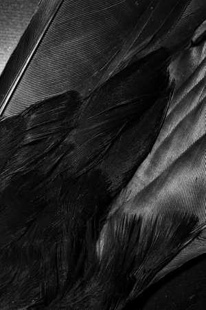 black feathers with visible details. background or textureの写真素材