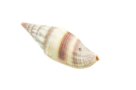 shells of a sea snail on a white isolated backgroundの写真素材